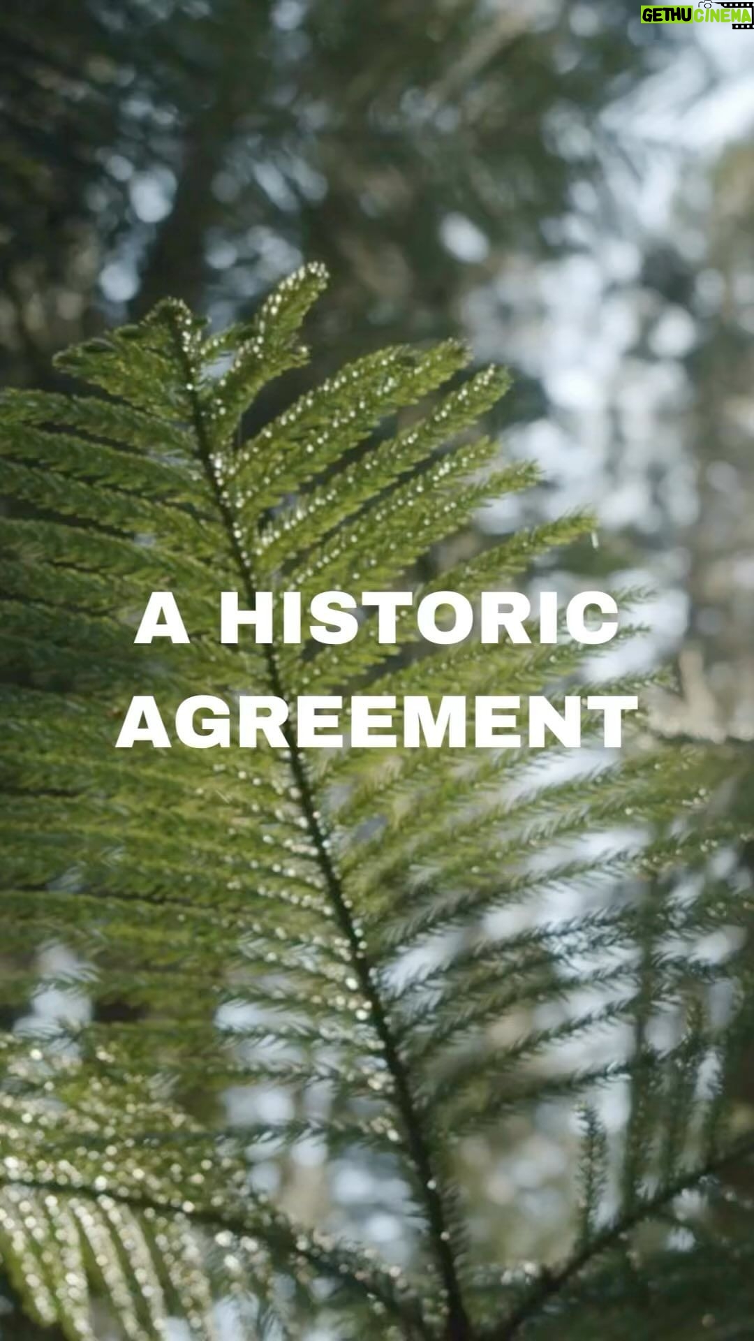 Leonardo DiCaprio Instagram - In a massive win for the planet, world leaders early this morning agreed to a historic deal in Montreal to protect nature. Countries agreed that we must stop biodiversity loss through high ambition changes to our relationship with nature and significantly increased funding to conservation, including the removal of subsidies that aid in the decline of wildlife and ecosystems. This includes a plan to protect at least 30% of terrestrial, inland water, and of coastal and marine areas by 2030. The plan focuses on protecting the places that are the most important for biodiversity and that provide the greatest benefits to life on Earth, while recognizing and respecting the rights of Indigenous peoples and local communities. Now that this global deal for nature is in place, we must hold our leaders accountable for supporting and enforcing its implementation, ensuring the health of our planet now and for future generations. #CampaignForNature #COP15