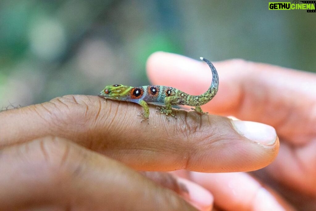 Leonardo DiCaprio Instagram - One of the ‘best-guarded’ reptiles in the world is making a comeback on the Caribbean’s Union Island—thanks to the hard work and commitment of Union Island residents, regional government, and a coalition of local and international conservation organizations, including Re:wild. The bejeweled Union Island Gecko was first described by science in 2005 and immediately became a coveted exotic pet. Aggressive poaching for the pet trade nearly drove the species to extinction. But a recent survey shows that conservation efforts are working, including: expanded protected areas, better management of those areas, anti-poaching patrols, 24/7 camera surveillance in the forest, and the highest level of protection against illegal trade under CITES. The gecko’s population has increased from 10,000 in 2018 to around 18,000 today. The species is found only in the Chatham Bay #KeyBiodiversityArea, which is a site of critical important to the persistence of biodiversity and the health of our planet. Key partners include the Union Island Environmental Alliance, St. Vincent and the Grenadines Forestry Department, @faunafloraint and @rewild 📷: Jacob Bock/Fauna & Flora International