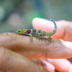 Leonardo DiCaprio Instagram - One of the ‘best-guarded’ reptiles in the world is making a comeback on the Caribbean’s Union Island—thanks to the hard work and commitment of Union Island residents, regional government, and a coalition of local and international conservation organizations, including Re:wild. The bejeweled Union Island Gecko was first described by science in 2005 and immediately became a coveted exotic pet. Aggressive poaching for the pet trade nearly drove the species to extinction. But a recent survey shows that conservation efforts are working, including: expanded protected areas, better management of those areas, anti-poaching patrols, 24/7 camera surveillance in the forest, and the highest level of protection against illegal trade under CITES. The gecko’s population has increased from 10,000 in 2018 to around 18,000 today. The species is found only in the Chatham Bay #KeyBiodiversityArea, which is a site of critical important to the persistence of biodiversity and the health of our planet. Key partners include the Union Island Environmental Alliance, St. Vincent and the Grenadines Forestry Department, @faunafloraint and @rewild 📷: Jacob Bock/Fauna & Flora International