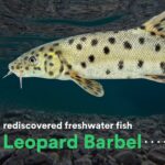 Leonardo DiCaprio Instagram - Rediscovered: A team of ichthyologists in Turkey have found the lost Leopard Barbel, a spotted fish, in the Turkish section of the Tigris River. This rediscovery spurs hope in the midst of global freshwater fish decline, where 25% of freshwater fish are at risk of extinction. This is the second species on @rewild and @shoal_org most wanted lost fishes list to be rediscovered. The first, the Batman River Loach, was found by the same intrepid team in Southeastern Turkey in late 2021. The Leopard Barbel was once abundant, ranging from Eastern Turkey, Eastern Syria, Iran and Iraq in the Tigris-Euphrates river system. Over the last three decades, however, fishing, pollution, habitat destruction and dam construction have pushed the species to the edge of extinction. “There is nothing quite like the feeling of finding that a species that has been pushed to the brink of extinction is still hanging on, despite the odds,” said Cüneyt Kaya, associate professor at Recep Tayyip Erdogan University and member of the expedition team. “It is even more thrilling than discovering a new species because it means that we can give a rare species a second chance.” Photo credit: Metin Yoksu