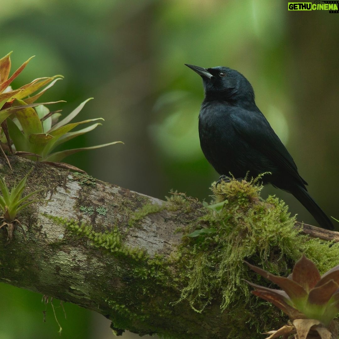 Leonardo DiCaprio Instagram - Meet the Jamaican Blackbird - the most threatened bird species on the island nation of Jamaica. This unique bird is found only in undisturbed forests where it feeds on insects found in the pineapple-like bromeliad plants growing high in the canopy. My organization @rewild is proud to support the development of a national action plan with Caribbean partners to better understand and protect this rare species. "The future survival of this handsome bird depends on protecting and restoring Jamaica's native broadleaf forests, which are phenomenally rich in unique species and provide water and other vital ecosystem services for the whole country," said Dr. Jenny Daltry, Caribbean Alliance director for Re:wild and @faunafloraint. Photo credit: @schaferpho #RewildTheCaribbean @bluemountainsjamaica, @birdlifejamaica, @nepajamaica, @cepf_official, @worldbank, @canari_caribbean