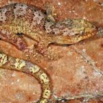 Leonardo DiCaprio Instagram – Repost from @calacademy
•
Happy 2023 from the ONE HUNDRED AND FORTY-SIX NEW SPECIES our scientists described in 2022! Allow us to introduce a few: 

🦎44 LIZARDS, 28 of which were additions to the genus Bavayia (a group of small forest geckos from the mountains of New Caledonia), more than doubling the number of known species within the genus from 13 to 41.

🫘14 SEA SLUGS including Goniobranchus fabulus, whose name translates to “small bean” & at 1.5 centimeters in length is actually the largest species in this year’s set of nudibranchs.

🌺14 FLOWERING PLANTS, including several new species from the ragged peaks of Brazil’s Campo Rupestre & California’s very own Minnesota Mountain onion, an allium found only on two neighboring peaks.

🐠7 FISHES, from a dazzling yellowtail damselfish & deep sea grenadier to the swoon-worthy rose-veiled fairy wrasse (Cirrhilabrus finifenmaa), a fish so beautiful it was named for the Maldives’ national flower. 

🦂2 SCORPIONS, both native to California and described by two high-school students in partnership with an Academy curator. PS: This one has babies — awww. 

🪩PLUS 30 ants, 13 sea stars, 4 beetles, 4 sharks, 3 moths, 3 worms, 2 spiders, 2 lichens, 1 toad, 1 clam, 1 aphid, and 1 sea biscuit! (Phew.) Read the full release at the link in bio, & HAPPY 2023, humans! XO, us & this party-clam, aka Cymatioa cooki 🐜⭐️🪲🦈🦋🪱🕷️🐸🥠