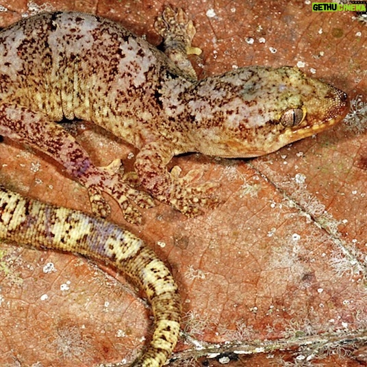 Leonardo DiCaprio Instagram - Repost from @calacademy • Happy 2023 from the ONE HUNDRED AND FORTY-SIX NEW SPECIES our scientists described in 2022! Allow us to introduce a few: 🦎44 LIZARDS, 28 of which were additions to the genus Bavayia (a group of small forest geckos from the mountains of New Caledonia), more than doubling the number of known species within the genus from 13 to 41. 🫘14 SEA SLUGS including Goniobranchus fabulus, whose name translates to “small bean” & at 1.5 centimeters in length is actually the largest species in this year’s set of nudibranchs. 🌺14 FLOWERING PLANTS, including several new species from the ragged peaks of Brazil’s Campo Rupestre & California’s very own Minnesota Mountain onion, an allium found only on two neighboring peaks. 🐠7 FISHES, from a dazzling yellowtail damselfish & deep sea grenadier to the swoon-worthy rose-veiled fairy wrasse (Cirrhilabrus finifenmaa), a fish so beautiful it was named for the Maldives’ national flower. 🦂2 SCORPIONS, both native to California and described by two high-school students in partnership with an Academy curator. PS: This one has babies — awww. 🪩PLUS 30 ants, 13 sea stars, 4 beetles, 4 sharks, 3 moths, 3 worms, 2 spiders, 2 lichens, 1 toad, 1 clam, 1 aphid, and 1 sea biscuit! (Phew.) Read the full release at the link in bio, & HAPPY 2023, humans! XO, us & this party-clam, aka Cymatioa cooki 🐜⭐️🪲🦈🦋🪱🕷️🐸🥠