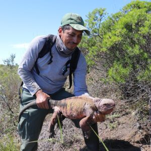 Leonardo DiCaprio Instagram - Galapágos National Park Directorate (@parquegalapagos), in conjunction with other groups, has found several juvenile and hatchling Pink Iguanas on Isabela Island for the first time since the species was discovered in the 1980s. The discovery is helping our partners answer important questions about the Critically Endangered species that will help prevent its extinction.
 
The Pink Iguana lives atop Wolf Volcano, the tallest peak in the Galapágos archipelago. The volcano is still active, posing a threat to the species, and invasive species brought to Isabela by humans have hunted the iguanas to near extinction. In younger years, the iguana is green and camouflaged from predators, but as it gets bigger and becomes less vulnerable, it loses its pigment, giving it a pink hue from the blood vessels underneath the skin.
 
“This discovery is a significant breakthrough that helps us identify the pathway to save the Pink Iguana,” said Danny Rueda Cordova, director of the Galapagos National Park. “Knowing all of the threats that make the species vulnerable allows us to implement the actions—primarily against invasive species—that will allow natural processes to continue in these fragile ecosystems.”
 
Congrats to the national park, the park rangers in the field, and other implementing partners and individuals, including @Rewild, @fundacion.jocotoco, @galapagosconservancy, @islandconservation, @sandiegozoo, @unitorvergata department of biology, @houstonzoo, @ncstate, and @luis.ortiz.catedral
