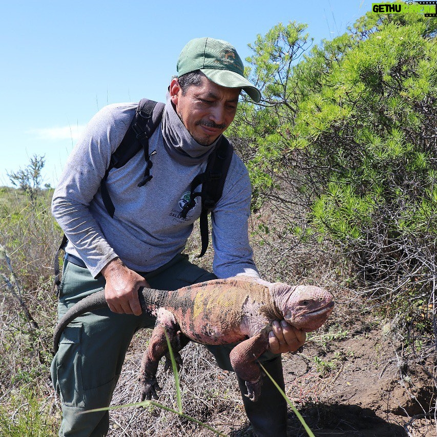 Leonardo DiCaprio Instagram - Galapágos National Park Directorate (@parquegalapagos), in conjunction with other groups, has found several juvenile and hatchling Pink Iguanas on Isabela Island for the first time since the species was discovered in the 1980s. The discovery is helping our partners answer important questions about the Critically Endangered species that will help prevent its extinction. The Pink Iguana lives atop Wolf Volcano, the tallest peak in the Galapágos archipelago. The volcano is still active, posing a threat to the species, and invasive species brought to Isabela by humans have hunted the iguanas to near extinction. In younger years, the iguana is green and camouflaged from predators, but as it gets bigger and becomes less vulnerable, it loses its pigment, giving it a pink hue from the blood vessels underneath the skin. “This discovery is a significant breakthrough that helps us identify the pathway to save the Pink Iguana,” said Danny Rueda Cordova, director of the Galapagos National Park. “Knowing all of the threats that make the species vulnerable allows us to implement the actions—primarily against invasive species—that will allow natural processes to continue in these fragile ecosystems.” Congrats to the national park, the park rangers in the field, and other implementing partners and individuals, including @Rewild, @fundacion.jocotoco, @galapagosconservancy, @islandconservation, @sandiegozoo, @unitorvergata department of biology, @houstonzoo, @ncstate, and @luis.ortiz.catedral