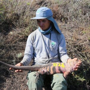 Leonardo DiCaprio Instagram - Galapágos National Park Directorate (@parquegalapagos), in conjunction with other groups, has found several juvenile and hatchling Pink Iguanas on Isabela Island for the first time since the species was discovered in the 1980s. The discovery is helping our partners answer important questions about the Critically Endangered species that will help prevent its extinction.
 
The Pink Iguana lives atop Wolf Volcano, the tallest peak in the Galapágos archipelago. The volcano is still active, posing a threat to the species, and invasive species brought to Isabela by humans have hunted the iguanas to near extinction. In younger years, the iguana is green and camouflaged from predators, but as it gets bigger and becomes less vulnerable, it loses its pigment, giving it a pink hue from the blood vessels underneath the skin.
 
“This discovery is a significant breakthrough that helps us identify the pathway to save the Pink Iguana,” said Danny Rueda Cordova, director of the Galapagos National Park. “Knowing all of the threats that make the species vulnerable allows us to implement the actions—primarily against invasive species—that will allow natural processes to continue in these fragile ecosystems.”
 
Congrats to the national park, the park rangers in the field, and other implementing partners and individuals, including @Rewild, @fundacion.jocotoco, @galapagosconservancy, @islandconservation, @sandiegozoo, @unitorvergata department of biology, @houstonzoo, @ncstate, and @luis.ortiz.catedral