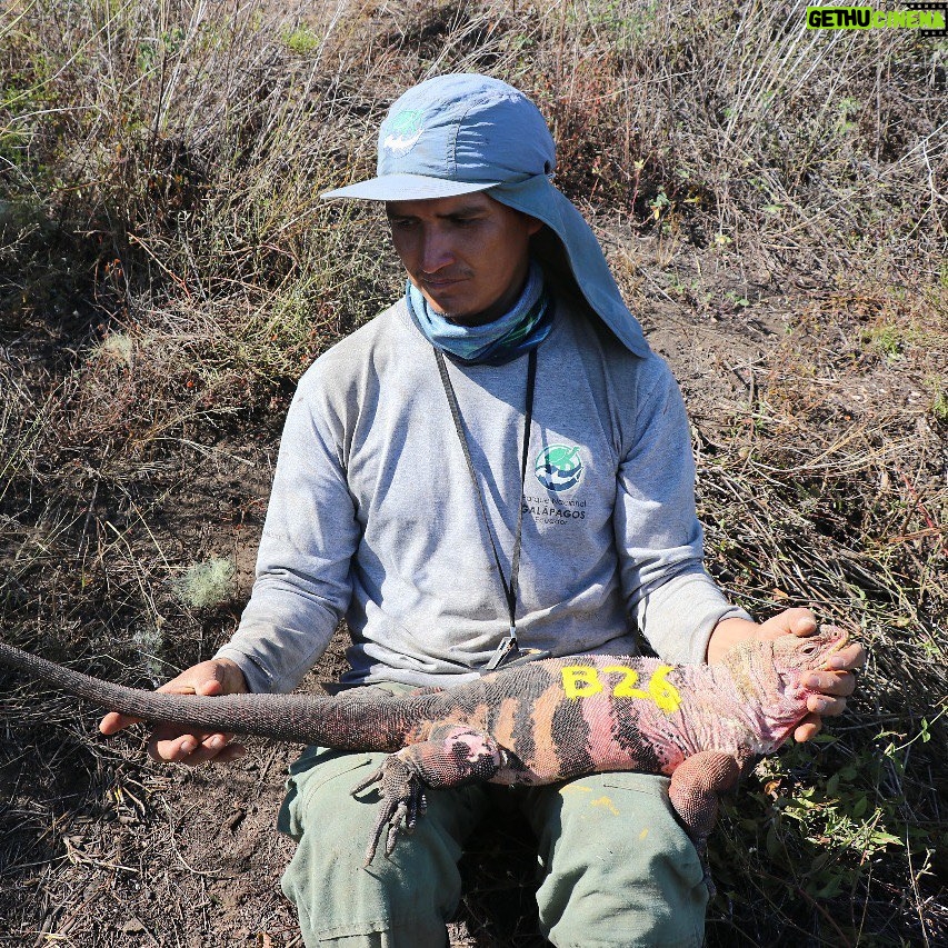 Leonardo DiCaprio Instagram - Galapágos National Park Directorate (@parquegalapagos), in conjunction with other groups, has found several juvenile and hatchling Pink Iguanas on Isabela Island for the first time since the species was discovered in the 1980s. The discovery is helping our partners answer important questions about the Critically Endangered species that will help prevent its extinction. The Pink Iguana lives atop Wolf Volcano, the tallest peak in the Galapágos archipelago. The volcano is still active, posing a threat to the species, and invasive species brought to Isabela by humans have hunted the iguanas to near extinction. In younger years, the iguana is green and camouflaged from predators, but as it gets bigger and becomes less vulnerable, it loses its pigment, giving it a pink hue from the blood vessels underneath the skin. “This discovery is a significant breakthrough that helps us identify the pathway to save the Pink Iguana,” said Danny Rueda Cordova, director of the Galapagos National Park. “Knowing all of the threats that make the species vulnerable allows us to implement the actions—primarily against invasive species—that will allow natural processes to continue in these fragile ecosystems.” Congrats to the national park, the park rangers in the field, and other implementing partners and individuals, including @Rewild, @fundacion.jocotoco, @galapagosconservancy, @islandconservation, @sandiegozoo, @unitorvergata department of biology, @houstonzoo, @ncstate, and @luis.ortiz.catedral