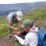 Leonardo DiCaprio Instagram - Galapágos National Park Directorate (@parquegalapagos), in conjunction with other groups, has found several juvenile and hatchling Pink Iguanas on Isabela Island for the first time since the species was discovered in the 1980s. The discovery is helping our partners answer important questions about the Critically Endangered species that will help prevent its extinction. The Pink Iguana lives atop Wolf Volcano, the tallest peak in the Galapágos archipelago. The volcano is still active, posing a threat to the species, and invasive species brought to Isabela by humans have hunted the iguanas to near extinction. In younger years, the iguana is green and camouflaged from predators, but as it gets bigger and becomes less vulnerable, it loses its pigment, giving it a pink hue from the blood vessels underneath the skin. “This discovery is a significant breakthrough that helps us identify the pathway to save the Pink Iguana,” said Danny Rueda Cordova, director of the Galapagos National Park. “Knowing all of the threats that make the species vulnerable allows us to implement the actions—primarily against invasive species—that will allow natural processes to continue in these fragile ecosystems.” Congrats to the national park, the park rangers in the field, and other implementing partners and individuals, including @Rewild, @fundacion.jocotoco, @galapagosconservancy, @islandconservation, @sandiegozoo, @unitorvergata department of biology, @houstonzoo, @ncstate, and @luis.ortiz.catedral