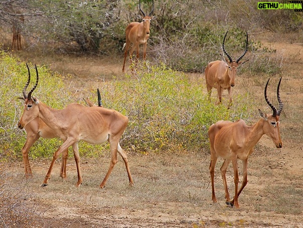 Leonardo DiCaprio Instagram - Climate change and deforestation have created unprecedented drought conditions in northeastern Kenya. Now in its fifth below-average rainy season, the region has failed to produce enough moisture to replenish its scorched landscape. This severe drought presents an uncertain future for the wildlife species and local communities living in the region. Critically Endangered species like the Hirola antelope—which are already on the verge of extinction—are threatened now more than ever. Indigenous lead non-profit @hirola_conservation has taken immediate action to help provide access to water for wildlife, livestock, and locals, working to mitigate the loss of life and livelihoods during this prolonged drought. Dried-up vegetation has led to a continued deterioration of wildlife and livestock, causing them to become more susceptible to malnutrition, and opportunistic diseases. Hirola Conservation Program works to also provide high-quality food sources to some of the affected species beyond Hirola—including Grevy’s Zebra, Warthog, Water Buffalo, and Somali Giraffe. With a rapidly changing climate, these conservationists in northeastern Kenya are dedicated to continuing drought emergency measures until their next reliable rains have fallen. Photo credit: Hirola Conservation Program