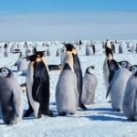Leonardo DiCaprio Instagram - The Emperor penguin has been granted endangered species protection under the Endangered Species Act, listing the penguin as a threatened species. As climate change has caused reduction in sea ice, the Emperor penguin has seen the places they use as breeding colonies and to find food rapidly dwindle. According to an article published by @axios, by 2050, the population will drop by 26% to 47% mostly due to carbon emissions. Read more of the @axios article by clicking the link in bio. 📷: @axios