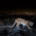 Leonardo DiCaprio Instagram - Over the past few years, Los Angeles has seen an uptick in dangerous wildfires, affecting both human and wildlife communities alike. One of the wildlife communities impacted by these dangerous fires are cougars, an animal whose space for living in the wild has been dwindling as the years pass. With wildfires raging, scientists have been using GPS collars to compare movements of mountain lions before and after the Santa Monica Mountains wildfire, noting that the big cats have avoided areas they previously inhabited after the blaze. Learn more by clicking the link in bio. 📷: @smithsonianmagazine