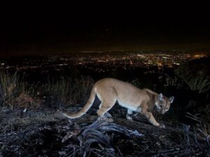 Leonardo DiCaprio Instagram - Over the past few years, Los Angeles has seen an uptick in dangerous wildfires, affecting both human and wildlife communities alike. One of the wildlife communities impacted by these dangerous fires are cougars, an animal whose space for living in the wild has been dwindling as the years pass. 
 
With wildfires raging, scientists have been using GPS collars to compare movements of mountain lions before and after the Santa Monica Mountains wildfire, noting that the big cats have avoided areas they previously inhabited after the blaze.
 
Learn more by clicking the link in bio. 
 
📷: @smithsonianmagazine