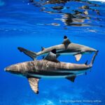 Leonardo DiCaprio Instagram - Repost from @sharkconservationfund CITES Parties made history last week. 75% of CITES member countries voted in favor of the regulation of international trade in requiem sharks (54 species including grey reef, blue, and bull sharks, as well as other large migratory sharks) and small hammerhead sharks by late 2023. This would mean over 90% of the fin trade is finally limited to sustainable levels and legally sourced. The #SharkConservationFund and NGO community is urging all CITES Parties to respect the will of global governments and vote for the final adoption of the shark proposals in Plenary today. As we approach the UN Biodiversity Conference #COP15 next month, co-hosted by Canada and China, it’s time for governments to put their verbal commitments into real and transformative management action. #CITES4sharks #LimitTradeSaveSharks #SharkConservation