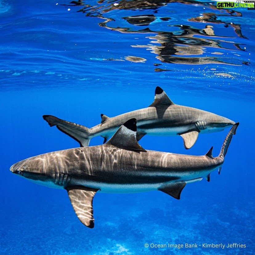 Leonardo DiCaprio Instagram - Repost from @sharkconservationfund CITES Parties made history last week. 75% of CITES member countries voted in favor of the regulation of international trade in requiem sharks (54 species including grey reef, blue, and bull sharks, as well as other large migratory sharks) and small hammerhead sharks by late 2023. This would mean over 90% of the fin trade is finally limited to sustainable levels and legally sourced. The #SharkConservationFund and NGO community is urging all CITES Parties to respect the will of global governments and vote for the final adoption of the shark proposals in Plenary today. As we approach the UN Biodiversity Conference #COP15 next month, co-hosted by Canada and China, it’s time for governments to put their verbal commitments into real and transformative management action. #CITES4sharks #LimitTradeSaveSharks #SharkConservation
