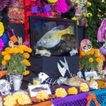 Leonardo DiCaprio Instagram - This year’s Day of the Dead celebrations included a unique ‘resurrection’ in Jalisco, Mexico, where conservationists released more than 1,000 Golden Skiffia into the fish’s native range in the Teuchitlán River. The freshwater fish had not been documented in the wild since the late 1990s. The events, in the midst of Mexico’s #DayoftheDead celebrations, included formal speeches, traditional dances and the official release of the fish. Bringing the species back from the ‘dead’ is the result of collaborative conservation work between Michoacan University of Mexico, @chesterzoo, the Goodeid Working Group and @Shoal_Org (a program of @Rewild and @synchearth). Photos by @manfredmeiners77