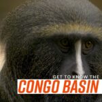 Leonardo DiCaprio Instagram - The Congo Basin is one of five of the world’s High Biodiversity Wilderness Areas, which means that not only is it home to a critical and diverse community of wildlife, but that at least 70 percent of its forests are still intact and functioning as a healthy ecosystem, benefitting all life on Earth. This irreplaceable place is home to more than 10,000 plant species, at least 450 mammal species, 1,300 bird species, and 730 amphibian or reptile species. It also provides clean water, food and climate stability to more than 75 million people.