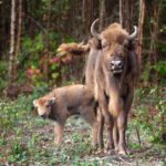 Leonardo DiCaprio Instagram - When rangers Tom Gibbs and Donovan Wright did their regular rounds to check on the three adult bison that had been released just a few weeks prior into the ancient Canterbury woodland, they were delighted and surprised by what they found: a healthy bison calf. The Wilder Blean project had released the three females as part of a plan to restore ecological function to the Blean woodlands. Bison are considered ecosystem engineers because, through their natural behavior, they create light and space for other wildlife to thrive. European Bison were once on the brink of extinction and now number more than 9,000 individuals. "When the bison took their first steps into the wild just weeks ago, it was hard to imagine that anything could come close to the elation we felt in that moment,” said Mark Habben, director of zoo operations at @wildwoodtrustuk, which collaborates with @kentwildlife on the Wilder Blean project. “But here we are celebrating the arrival of a bison calf.” 📷: Donovan Wright