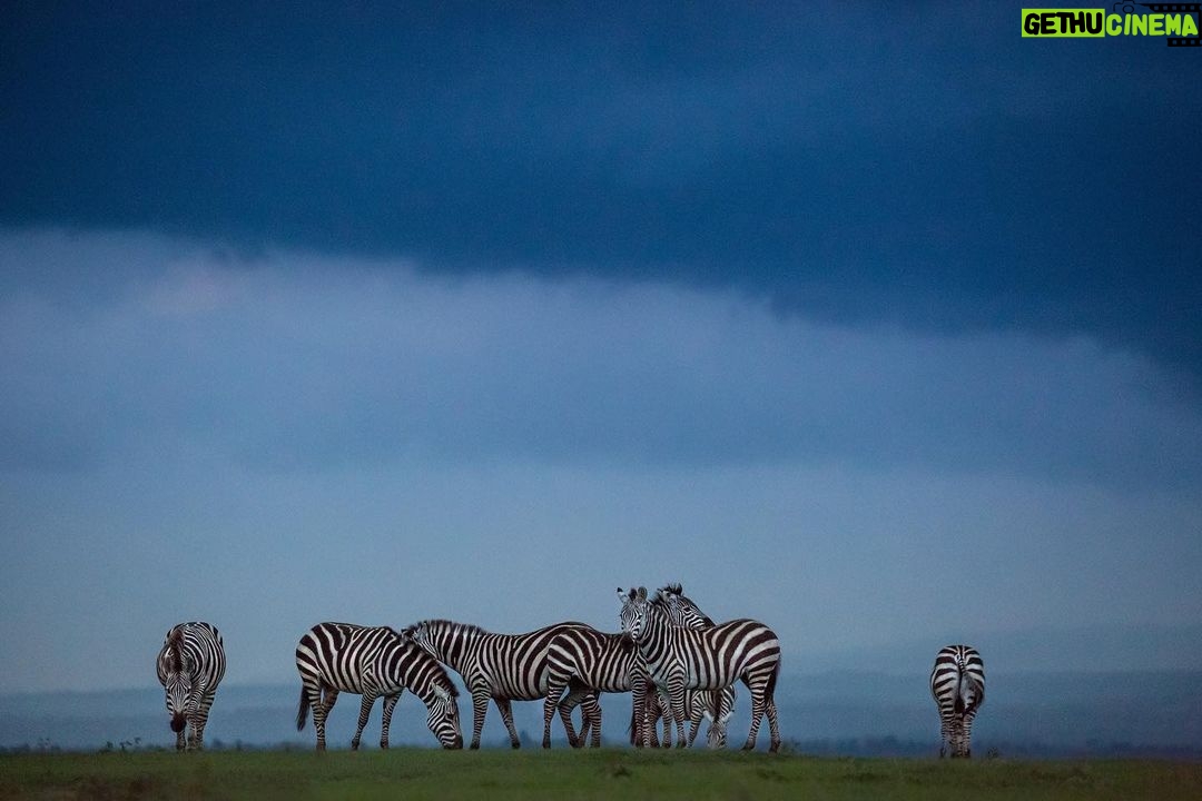 Leonardo DiCaprio Instagram - Over these past few days, world leaders have come together while they've attended #COP27 climate summit. The leaders of these countries are committing to invest in solutions to a crisis that is inherently linked to climate change and equally devastating: biodiversity loss. Ecuador, the UK, Gabon, the Maldives, and thirteen other countries have so far committed to directly increase biodiversity financing for conservation. They are also calling on governments around the planet to progressively end subsidies that are harmful to nature, increase the mobilization and allocation of new funding, for the private sector to become more nature-positive, and for international financial institutions to increase their contributions, among other critical appeals. These countries have set a powerful example. But to halt and reverse the decline of biodiversity by 2030, it is going to take the highest political ambition, a global effort and commitments by many more countries. Let’s call for more governments at #COP27 to join the #10PointPlan and urgently invest not only in climate change solutions and mitigation but in the conservation of the diversity of life on Earth and the people protecting it. Photo by @robindmoore