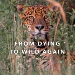 Leonardo DiCaprio Instagram - From dying to wild again: In 2019, a young Jaguar was found in a populated area of the Brazilian Pantanal. Starving and terrified, his story could easily have ended there. @Rewilding_Argentina, the offspring organization of @Tompkins_Conservation, was able to not only save this Jaguar named Jatobazinho, but to completely rewrite his story through rewilding. And this hopeful turnaround is just one of many. Read the latest chapter in Jatobazinho’s story in the new Rewilding Story Map from Tompkins Conservation to find out how the rescue of just one individual and the rewilding of one species can help restore an entire ecosystem. Link in bio. Video: @Rewilding_Argentina @Tompkins_Conservation @Rewilding_Argentina @RewildingChile @Esrigram #Rewilding #Rewilding_Argentina #Jaguar #Tompkins_Conservation #Storymap