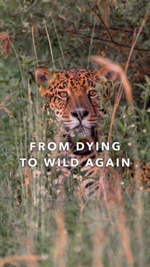 Leonardo DiCaprio Instagram - From dying to wild again: In 2019, a young Jaguar was found in a populated area of the Brazilian Pantanal. Starving and terrified, his story could easily have ended there.

@Rewilding_Argentina, the offspring organization of @Tompkins_Conservation, was able to not only save this Jaguar named Jatobazinho, but to completely rewrite his story through rewilding. And this hopeful turnaround is just one of many.

Read the latest chapter in Jatobazinho’s story in the new Rewilding Story Map from Tompkins Conservation to find out how the rescue of just one individual and the rewilding of one species can help restore an entire ecosystem. Link in bio.

Video: @Rewilding_Argentina

@Tompkins_Conservation @Rewilding_Argentina @RewildingChile @Esrigram

#Rewilding #Rewilding_Argentina #Jaguar #Tompkins_Conservation #Storymap