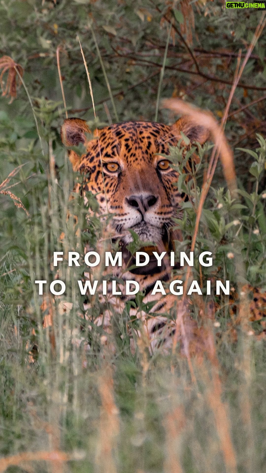 Leonardo DiCaprio - 289.5K Likes - From dying to wild again: In 2019, a young Jaguar was found in a populated area of the Brazilian Pantanal. Starving and terrified, his story could easily have ended there.
@Rewilding_Argentina, the offspring organization of @Tompkins_Conservation, was able to not only save this Jaguar named Jatobazinho, but to completely rewrite his story through rewilding. And this hopeful turnaround is just one of many.
Read the latest chapter in Jatobazinho’s story in the new Rewilding Story Map from Tompkins Conservation to find out how the rescue of just one individual and the rewilding of one species can help restore an entire ecosystem. Link in bio.
Video: @Rewilding_Argentina
@Tompkins_Conservation @Rewilding_Argentina @RewildingChile @Esrigram
#Rewilding #Rewilding_Argentina #Jaguar #Tompkins_Conservation #Storymap