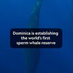 Leonardo DiCaprio Instagram - The island nation of Dominica is establishing a 788 square-kilometer Sperm Whale Reserve in their waters, the world’s first protected area specifically for Sperm Whales. These whales help to sequester an amount of carbon equivalent to taking 5,000 cars off the road each year – while also generating tourism income for the local economy. Dominica, known as the “Nature Island” of the Caribbean, has set a goal to become the world’s first climate-resilient nation. Its unique marine habitat provides food, shelter, and breeding grounds to Sperm Whales, and it is one of the only places in the world where the species lives year-round. The reserve helps to increase the nation’s marine protected areas as they work towards the global goal of every country protecting at least 30% of the most important areas for marine, freshwater, and terrestrial ecosystems by 2030. Video Credit: @natgeopristineseas