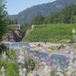 Leonardo DiCaprio Instagram - This is what a reborn river looks like. During the past 10 years, two dams on the Elwha River in @olympic_nps in Washington were removed, paving the way for the river to be rewilded. It now flows completely unobstructed from its headwaters in the Olympic Mountains to the Strait of Juan de Fuca. The transformation during the past decade has been dramatic and has been especially critical for the river's salmon populations. The Elwha once had the largest salmon runs outside of Alaska. The Elwha dam and the Glines Canyon dam prevented the salmon from swimming more than a few miles upriver for a century, but the salmon are now able to swim 70 miles upriver and reach their historic spawning grounds. Their populations, which were dwindling and threatened in the 1980s, are recovering and rebounding today. The changes haven't only been contained to the Elwha's banks. Native plants, birds, amphibians, and even large carnivores have benefitted from the rewilded river. Hungry bears who successfully catch salmon, transport minerals and nutrients from the Pacific Ocean to the forest surrounding the Elwha. The minerals help the trees grow to very tall heights. This photo shows the remains of the Glines Canyon dam. The former reservoir, which was Lake Mills, is now ablaze with lupine. The Elwha is the traditional home of the Lower Elwha Klallam Tribe. They once lived along the banks of the Elwha. The dams flooded areas that are spiritually important to them and areas that had historically provided them with salmon. The Lower Elwha Klallam Tribe is helping restore and monitor the Elwha and the wildlife that depend on it. 📸: Jessica Plumb #WildandScenic #WildandScenicRiver #Rewilding #EarthOptimism #ConservationOptimism #ElwhaRiver