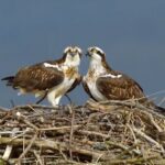 Leonardo DiCaprio Instagram - For the first time in nearly 200 years, ospreys have recently produced two chicks in England. This breeding highlights the recovery the species is seeing after the bird was persecuted off the shores of England between 1840 and 1916, as they were thought to harm salmon and trout stocks. The @leiceswildlife brought the first birds to the island in almost 200 years and, with their supervision, there are now 26 adults across Rutland who have raised 200 chicks to independence. Amazing work done by this organization. 📷: Andy Rouse/Wildlife Trust