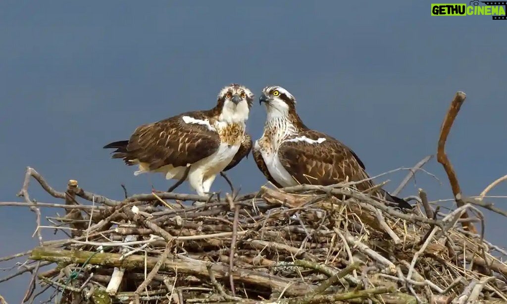 Leonardo DiCaprio Instagram - For the first time in nearly 200 years, ospreys have recently produced two chicks in England. This breeding highlights the recovery the species is seeing after the bird was persecuted off the shores of England between 1840 and 1916, as they were thought to harm salmon and trout stocks. The @leiceswildlife brought the first birds to the island in almost 200 years and, with their supervision, there are now 26 adults across Rutland who have raised 200 chicks to independence. Amazing work done by this organization. 📷: Andy Rouse/Wildlife Trust