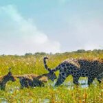 Leonardo DiCaprio Instagram - The Jaguar population in Argentina’s Iberá Park has grown to 12 individuals with the recent birth of two more cubs, thanks to the amazing work of @Rewild’s close partner @rewilding_argentina. Of the 12, four are wild-born cubs and eight are reintroduced adults. Using the location points sent by the mother Jaguar's GPS collar, biologists were able to note her movements and discovered that she had not moved much for several weeks - indicating that she had probably given birth. They were able to confirm this using camera traps that captured videos of her together with two healthy cubs. These Jaguar cubs spur hope in Rewilding Argentina's continued work to reverse the disappearance of locally extinct species and the #rewilding of #Iberá Park. #TeamRewild #RewildingArgentina @rewilding_argentina