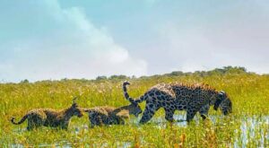 Leonardo DiCaprio Instagram - The Jaguar population in Argentina’s Iberá Park has grown to 12 individuals with the recent birth of two more cubs, thanks to the amazing work of @Rewild’s close partner @rewilding_argentina. Of the 12, four are wild-born cubs and eight are reintroduced adults.

Using the location points sent by the mother Jaguar's GPS collar, biologists were able to note her movements and discovered that she had not moved much for several weeks - indicating that she had probably given birth. They were able to confirm this using camera traps that captured videos of her together with two healthy cubs.

These Jaguar cubs spur hope in Rewilding Argentina's continued work to reverse the disappearance of locally extinct species and the #rewilding of #Iberá Park.

#TeamRewild #RewildingArgentina @rewilding_argentina