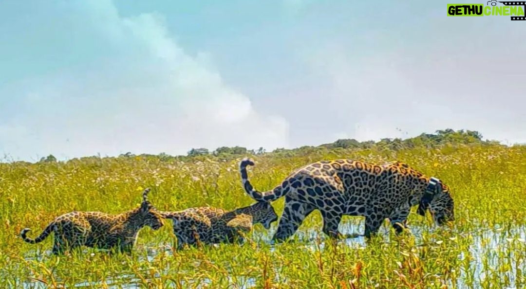 Leonardo DiCaprio - 240.9K Likes - The Jaguar population in Argentina’s Iberá Park has grown to 12 individuals with the recent birth of two more cubs, thanks to the amazing work of @Rewild’s close partner @rewilding_argentina. Of the 12, four are wild-born cubs and eight are reintroduced adults.
Using the location points sent by the mother Jaguar's GPS collar, biologists were able to note her movements and discovered that she had not moved much for several weeks - indicating that she had probably given birth. They were able to confirm this using camera traps that captured videos of her together with two healthy cubs.
These Jaguar cubs spur hope in Rewilding Argentina's continued work to reverse the disappearance of locally extinct species and the #rewilding of #Iberá Park.
#TeamRewild #RewildingArgentina @rewilding_argentina