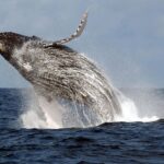 Leonardo DiCaprio Instagram - This month the government of the Republic of Congo, with the support of @thewcs, @rewild and others, announced that the country’s first three marine protected areas (MPAs) have been created. The MPAs cover 1,544 square miles (4,000 square kilometers) and will include important nesting grounds for Leatherback Turtles, and migratory routes and breeding habitat for Atlantic Humpback Whales. The areas are also home to 40 species of sharks and rays—including Whale Sharks, the biggest fish in the ocean. Local fishers were consulted in creating the MPAs, and the newly protected areas include community fishing zones to ensure that the MPAs benefit and contribute to the food security of local communities. The three areas include some of the most productive coastal and offshore fisheries in the world. 📷 : Tim Collins, Clément Kolopp