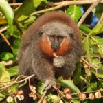 Leonardo DiCaprio Instagram - Just four years after researchers identified the Mato Grosso Titi Monkey as its own species, the small monkey has been named one of the 25 most endangered primates in the world. The new report, ‘Primates in Peril 2022-2023,’ launched this week in Mato Grosso, Brazil at the 19th Congress of the Brazilian Society of Primatology. The Mato Grosso Titi Monkey is one of four primate species on the list from Brazil, which is home to more primate species than any other country in the world. The biggest threat to the Brazilian Amazon is deforestation by the cattle industry, both for pastures and feed crops (primarily soybeans), and the Mato Grosso Titi Monkey lives within the largest area of deforestation. Conservationists are now starting to look at how best to mitigate the threats to the Mato Grosso Titi Monkey and develop a plan for its protection, including law enforcement at Juruena National Park, the largest protected area for the species. The biennial ‘Primates in Peril’ report is a collaborative effort of the IUCN SSC Primate Specialist Group, the International Primatological Society and @Rewild. Photo Credit: Leandro Jerusalinsky