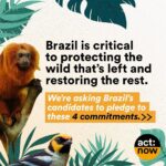 Leonardo DiCaprio Instagram - I am proud to stand with the people of Brazil calling on all 12 presidential candidates to publicly commit to four critical actions for our planet: ending deforestation, reducing emissions, respecting Indigenous peoples’ rights and lands, and strengthening the system of protected areas. Show your support through the @GLBLCTZN petition at the link in bio. -- Tenho orgulho de estar ao lado do povo brasileiro convocando todos os 12 candidatos a presidente a se comprometerem publicamente com quatro ações críticas para o nosso planeta: acabar com o desmatamento, reduzir as emissões, respeitar os direitos e os territórios dos povos indígenas e fortalecer o sistema de áreas protegidas. Mostre seu apoio através da petição @GLBLCTZN no link na bio. @Rewild @redeprouc @cepbofficial @menos1lixo #RewildBrazil