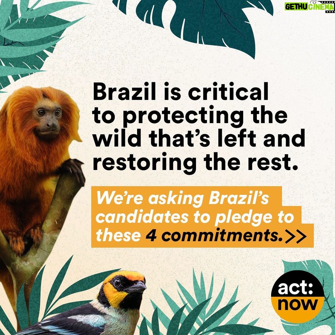 Leonardo DiCaprio Instagram - I am proud to stand with the people of Brazil calling on all 12 presidential candidates to publicly commit to four critical actions for our planet: ending deforestation, reducing emissions, respecting Indigenous peoples’ rights and lands, and strengthening the system of protected areas. Show your support through the @GLBLCTZN petition at the link in bio. -- Tenho orgulho de estar ao lado do povo brasileiro convocando todos os 12 candidatos a presidente a se comprometerem publicamente com quatro ações críticas para o nosso planeta: acabar com o desmatamento, reduzir as emissões, respeitar os direitos e os territórios dos povos indígenas e fortalecer o sistema de áreas protegidas. Mostre seu apoio através da petição @GLBLCTZN no link na bio. @Rewild @redeprouc @cepbofficial @menos1lixo #RewildBrazil