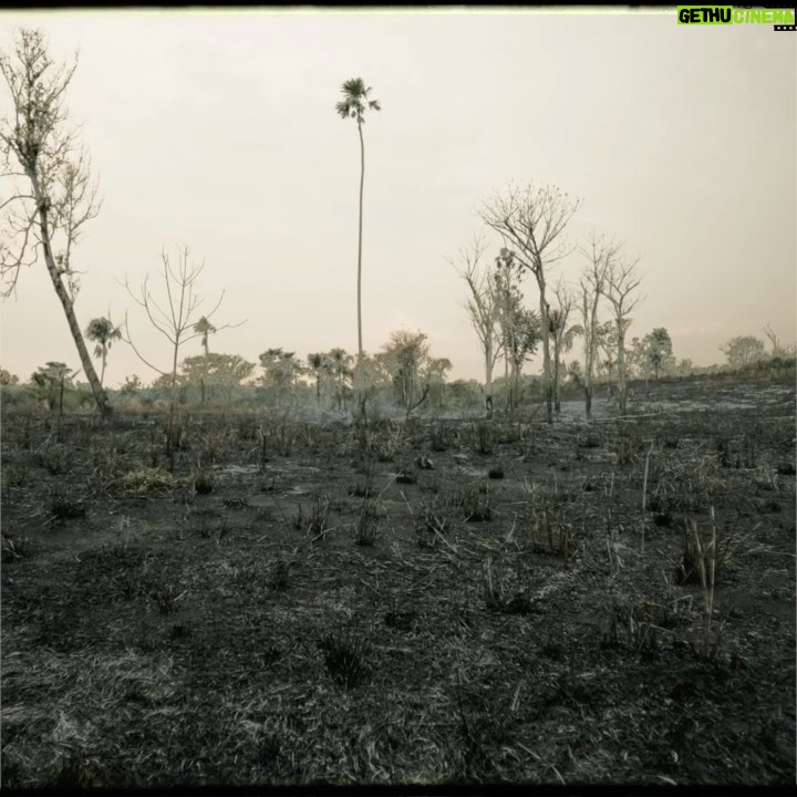 Leonardo DiCaprio Instagram - In the mid 2000s, illegal cattle ranches, many with links to narcotrafficking, threatened to completely decimate Guatemala’s Maya Biosphere Reserve and its communities. During the past decade, the government of Guatemala and partners risked life and limb to expel the illegal ranchers and take the forest back. Recently, in a historic moment, the government gave out 30-year contracts permitting local communities to manage and restore these forests, creating jobs while protecting nature. Congratulations to the Guatemalan government and the community organizations for protecting Guatemala’s forests for all of humanity. See the full story at the link in bio.