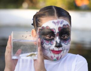 Leonardo DiCaprio Instagram - This year’s Day of the Dead celebrations included a unique ‘resurrection’ in Jalisco, Mexico, where conservationists released more than 1,000 Golden Skiffia into the fish’s native range in the Teuchitlán River. The freshwater fish had not been documented in the wild since the late 1990s. The events, in the midst of Mexico’s #DayoftheDead celebrations, included formal speeches, traditional dances and the official release of the fish. 
 
Bringing the species back from the ‘dead’ is the result of collaborative conservation work between Michoacan University of Mexico, @chesterzoo, the Goodeid Working Group and @Shoal_Org (a program of @Rewild and @synchearth).
 
Photos by @manfredmeiners77