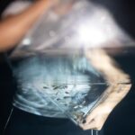 Leonardo DiCaprio Instagram - This year’s Day of the Dead celebrations included a unique ‘resurrection’ in Jalisco, Mexico, where conservationists released more than 1,000 Golden Skiffia into the fish’s native range in the Teuchitlán River. The freshwater fish had not been documented in the wild since the late 1990s. The events, in the midst of Mexico’s #DayoftheDead celebrations, included formal speeches, traditional dances and the official release of the fish. Bringing the species back from the ‘dead’ is the result of collaborative conservation work between Michoacan University of Mexico, @chesterzoo, the Goodeid Working Group and @Shoal_Org (a program of @Rewild and @synchearth). Photos by @manfredmeiners77