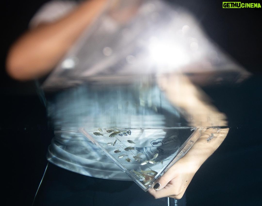 Leonardo DiCaprio - 316.2K Likes - This year’s Day of the Dead celebrations included a unique ‘resurrection’ in Jalisco, Mexico, where conservationists released more than 1,000 Golden Skiffia into the fish’s native range in the Teuchitlán River. The freshwater fish had not been documented in the wild since the late 1990s. The events, in the midst of Mexico’s #DayoftheDead celebrations, included formal speeches, traditional dances and the official release of the fish.
Bringing the species back from the ‘dead’ is the result of collaborative conservation work between Michoacan University of Mexico, @chesterzoo, the Goodeid Working Group and @Shoal_Org (a program of @Rewild and @synchearth).
Photos by @manfredmeiners77