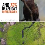 Leonardo DiCaprio Instagram - The Congo Basin is one of five of the world’s High Biodiversity Wilderness Areas, which means that not only is it home to a critical and diverse community of wildlife, but that at least 70 percent of its forests are still intact and functioning as a healthy ecosystem, benefitting all life on Earth. This irreplaceable place is home to more than 10,000 plant species, at least 450 mammal species, 1,300 bird species, and 730 amphibian or reptile species. It also provides clean water, food and climate stability to more than 75 million people.