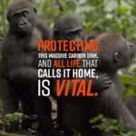 Leonardo DiCaprio Instagram - The Congo Basin is one of five of the world’s High Biodiversity Wilderness Areas, which means that not only is it home to a critical and diverse community of wildlife, but that at least 70 percent of its forests are still intact and functioning as a healthy ecosystem, benefitting all life on Earth. This irreplaceable place is home to more than 10,000 plant species, at least 450 mammal species, 1,300 bird species, and 730 amphibian or reptile species. It also provides clean water, food and climate stability to more than 75 million people.