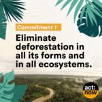 Leonardo DiCaprio Instagram - I am proud to stand with the people of Brazil calling on all 12 presidential candidates to publicly commit to four critical actions for our planet: ending deforestation, reducing emissions, respecting Indigenous peoples’ rights and lands, and strengthening the system of protected areas. Show your support through the @GLBLCTZN petition at the link in bio. -- Tenho orgulho de estar ao lado do povo brasileiro convocando todos os 12 candidatos a presidente a se comprometerem publicamente com quatro ações críticas para o nosso planeta: acabar com o desmatamento, reduzir as emissões, respeitar os direitos e os territórios dos povos indígenas e fortalecer o sistema de áreas protegidas. Mostre seu apoio através da petição @GLBLCTZN no link na bio. @Rewild @redeprouc @cepbofficial @menos1lixo #RewildBrazil