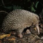 Leonardo DiCaprio Instagram - Attenborough’s Long-beaked Echidna, also known as ‘Payangko’ in the local Tepera language in Papua’s Cyclops Mountains, has been rediscovered. The egg-laying mammal was one of the world’s most wanted lost species and hadn’t had a documented sighting in 62 years, since it was first found. A biodiversity training expedition team led by Indonesian NGO Yayasan Pelayanan Papua Nenda and including students from Cenderwasih University, researchers from Oxford University, Mendel University in Brno, Royal Holloway University in London and Re:wild had searched for the echidna in the Cyclops Mountains for four weeks. On the last day of their ascent of the Cyclops, on the final SD card they collected, there were three images of the echidna waddling through the forest. The support of the customary landowners within the Cyclops Mountains was critical to the success of the expedition, and was generously given by members of Yongsu Sapari, a community on the range’s northern side. Attenborough’s Long-beaked Echidna is the 10th most wanted species to be rediscovered by @rewild’s Search for Lost Species. Photo Credit: Long-beaked Echidna/D. Parer & E. Parer-Cook/Auscape/Minden Pictures In collaboration with: @universitas_cenderawasih, @brin_indonesia, Yayasan Pelayanan Papua Nenda, @oxford_uni, @yappenda_papua #SearchforLostSpecies #LostSpecies