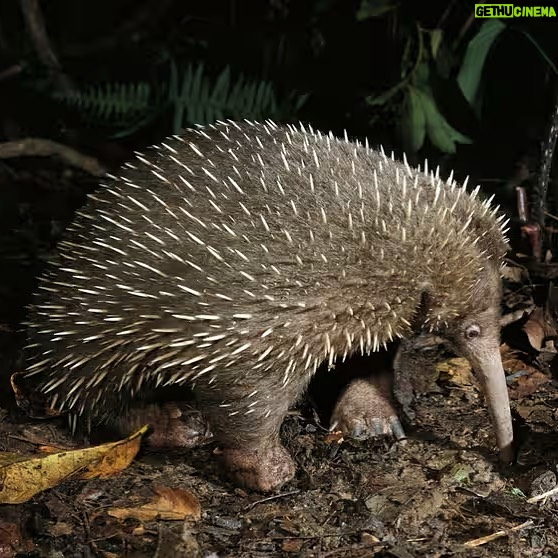 Leonardo DiCaprio Instagram - Attenborough’s Long-beaked Echidna, also known as ‘Payangko’ in the local Tepera language in Papua’s Cyclops Mountains, has been rediscovered. The egg-laying mammal was one of the world’s most wanted lost species and hadn’t had a documented sighting in 62 years, since it was first found. A biodiversity training expedition team led by Indonesian NGO Yayasan Pelayanan Papua Nenda and including students from Cenderwasih University, researchers from Oxford University, Mendel University in Brno, Royal Holloway University in London and Re:wild had searched for the echidna in the Cyclops Mountains for four weeks. On the last day of their ascent of the Cyclops, on the final SD card they collected, there were three images of the echidna waddling through the forest. The support of the customary landowners within the Cyclops Mountains was critical to the success of the expedition, and was generously given by members of Yongsu Sapari, a community on the range’s northern side. Attenborough’s Long-beaked Echidna is the 10th most wanted species to be rediscovered by @rewild’s Search for Lost Species. Photo Credit: Long-beaked Echidna/D. Parer & E. Parer-Cook/Auscape/Minden Pictures In collaboration with: @universitas_cenderawasih, @brin_indonesia, Yayasan Pelayanan Papua Nenda, @oxford_uni, @yappenda_papua #SearchforLostSpecies #LostSpecies