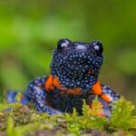 Leonardo DiCaprio Instagram - Climate change is a major driver of amphibian declines globally, according to a new paper published in Nature reports. Two decades’ worth of data from around the world has found that climate change has emerged as one of the biggest threats to frogs, salamanders, and caecilians. The assessment evaluated the extinction risk of more than 8,000 amphibian species from all over the world, including 2,286 species evaluated for the first time. More than 1,000 experts across the globe contributed their data and expertise, which found that two out of every five amphibians are threatened with extinction. Climate change is especially concerning for amphibians in large part because they are particularly sensitive to changes in their environment. The Nature paper provides an update to the 2004 landmark paper that was based on the first global amphibian assessment for the IUCN Red List, which revealed the unfolding amphibian crisis for the first time and established a baseline for monitoring trends and measuring conservation impact. @rewild @nature_the_journal @iucn_congress @synchearth @amphibiansurvivalalliance Photo credit: @_sandeep_das_ - Orange Black Tubercled Indian Microhylid
