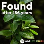 Leonardo DiCaprio Instagram - FOUND: The Pernambuco Holly (Ilex Sapiiformis), one of the world’s top 25 most wanted lost species, has been rediscovered in Brazil’s Atlantic Forest. It’s the 9th lost species to be rediscovered on @rewild’s Search for Lost Species most wanted list. It had not had a documented sighting in 186 years. Ecologist Gustavo Martinelli led an expedition team that scoured the collections of botanical gardens and universities throughout Brazil, hoping to find any overlooked or unidentified specimens tucked away that could help a field search. They discovered two plants collected 45 years apart and one of the plants pointed them to the metropolitan region of Recife. In a small patch of forest the expedition team found four individual trees. The area was once dense Atlantic tropical forest, but is now mostly urban areas interspersed with sugarcane plantations. Much of Brazil’s southeastern Atlantic forest has been destroyed and less than 5% remains intact. The forest that does remain is very fragmented. The search for more Pernambuco Holly trees isn’t over. Working with Jardim Botânico de Recife and other local partners the expedition team is hoping to find more trees, collect their seeds and germinate them. #LostSpecies