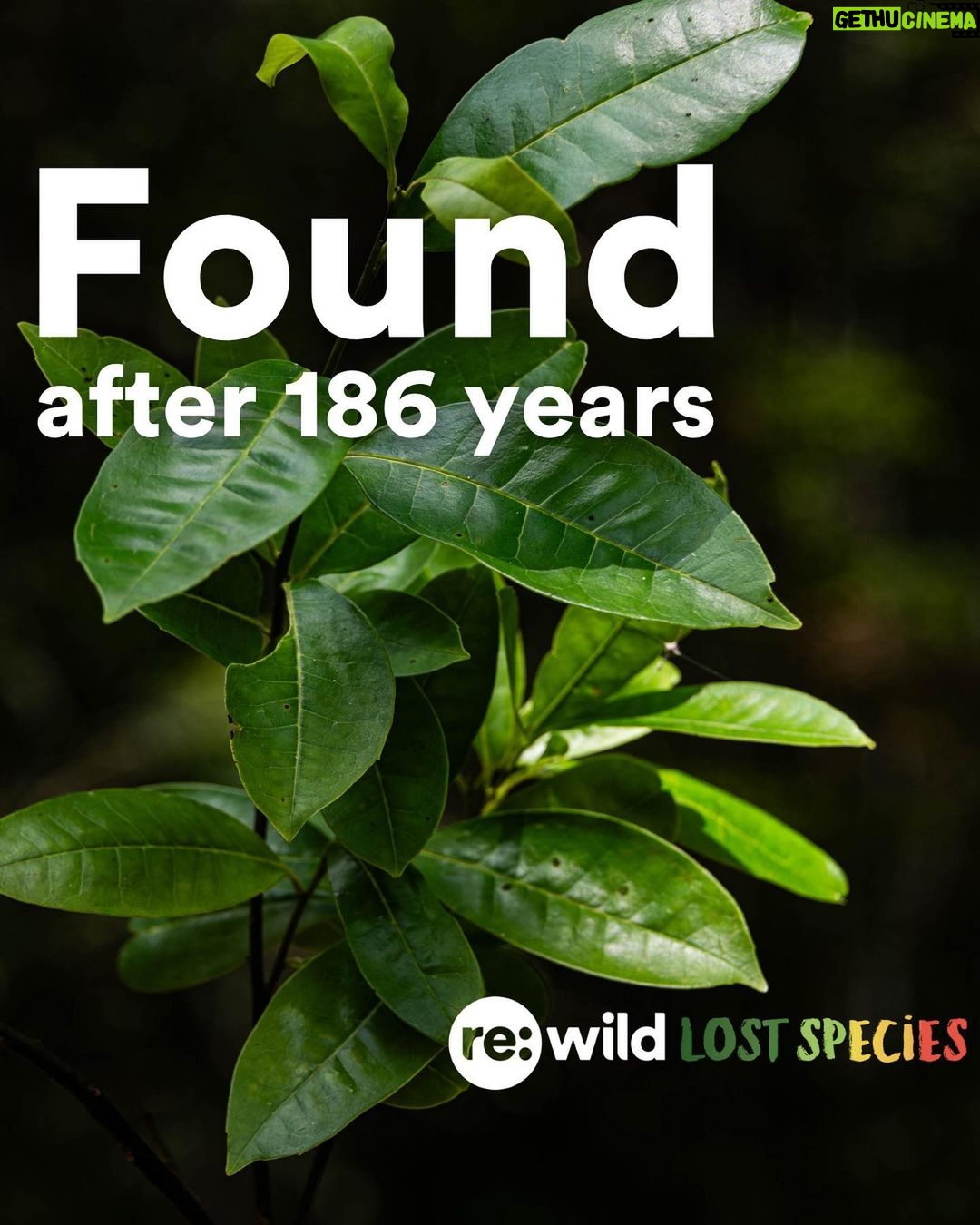 Leonardo DiCaprio Instagram - FOUND: The Pernambuco Holly (Ilex Sapiiformis), one of the world’s top 25 most wanted lost species, has been rediscovered in Brazil’s Atlantic Forest. It’s the 9th lost species to be rediscovered on @rewild’s Search for Lost Species most wanted list. It had not had a documented sighting in 186 years. Ecologist Gustavo Martinelli led an expedition team that scoured the collections of botanical gardens and universities throughout Brazil, hoping to find any overlooked or unidentified specimens tucked away that could help a field search. They discovered two plants collected 45 years apart and one of the plants pointed them to the metropolitan region of Recife. In a small patch of forest the expedition team found four individual trees. The area was once dense Atlantic tropical forest, but is now mostly urban areas interspersed with sugarcane plantations. Much of Brazil’s southeastern Atlantic forest has been destroyed and less than 5% remains intact. The forest that does remain is very fragmented. The search for more Pernambuco Holly trees isn’t over. Working with Jardim Botânico de Recife and other local partners the expedition team is hoping to find more trees, collect their seeds and germinate them. #LostSpecies