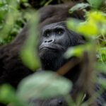 Leonardo DiCaprio Instagram - Eastern Lowland Gorillas (also known as Grauer’s Gorillas) are found only in the remote rainforests of eastern Democratic Republic of the Congo. In the last 20 years, they have suffered a catastrophic population decline of around 80%. Today fewer than 7,000 remain. But there is hope – through @GRACEGorillas, Congolese communities are leading conservation efforts to save gorillas and primary tropical forests in the heart of the Congo Basin. Located in eastern DRC, GRACE Gorillas runs the only sanctuary in the world for Eastern Lowland Gorillas. In a sprawling natural forest habitat, gorillas orphaned by the illegal wildlife trade get a second chance at life, with a long-term goal of rewilding. Outside of the sanctuary, GRACE Gorillas leads gorilla monitoring efforts in the nearby Tayna Nature Reserve – a biodiversity hotspot critical to mitigating climate change. They engage with local communities in conservation education, forest protection, and sustainable livelihood programs. GRACE Gorillas champions community-led conservation in eastern DRC. Their work is building a brighter future for Critically Endangered Eastern Lowland Gorillas and the Congolese communities charged with protecting them. Follow @GRACEGorillas and partner @Rewild to join the effort to save this iconic species. The work of Re:wild and partners in conserving Eastern Lowland Gorillas is supported in part by the European Union and other generous donors. Video: @bobbyneptune