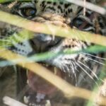 Leonardo DiCaprio Instagram - More Jaguars spotted in Argentina’s Iberá Park. @rewild partner - @rewilding_argentina has confirmed the sighting of a new Jaguar cub with the help of remote cameras. This brings the park’s Jaguar population up to at least 17 individuals. In just over two years, Corrientes province went from having no Jaguars to becoming the region in the Argentine Gran Chaco with the largest Jaguar population. With the help of Rewilding Argentina, an offspring of @tompkins_conservation, this species is beginning to thrive again. The return of Jaguars as a top predator is key to restoring ecological interactions for a healthy ecosystem, making the #Iberá ecosystem more complete and functional. Video by @sebanavajas_ph @parquesnacionalesar @gobiernocorrientes @parqueiberacorrientes #Rewilding #Jaguar #Yaguareté #Jaguars #Iberá #Corrientes